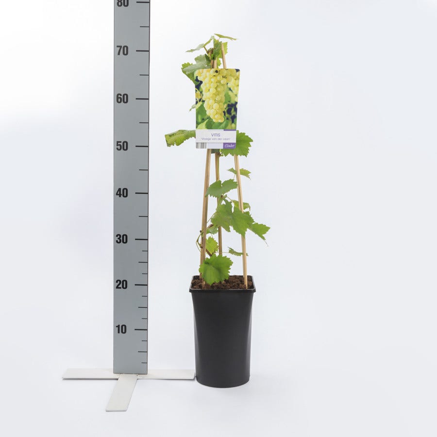  Witte Druif (Vitis 'Vroege Van Der Laan')