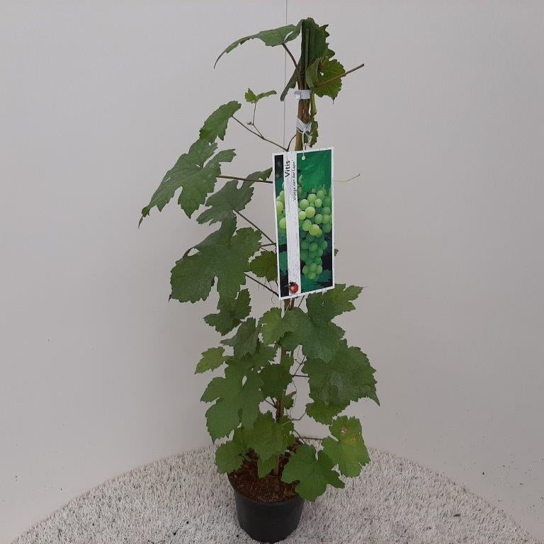  Witte Druif (Vitis 'Vroege Van Der Laan')