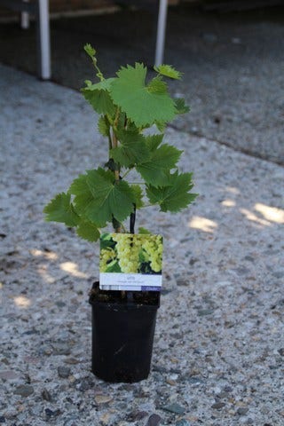  Witte Druif (Vitis 'Vroege Van Der Laan')