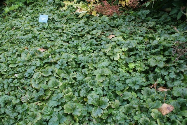  Waldsteinia (Waldsteinia Ternata)