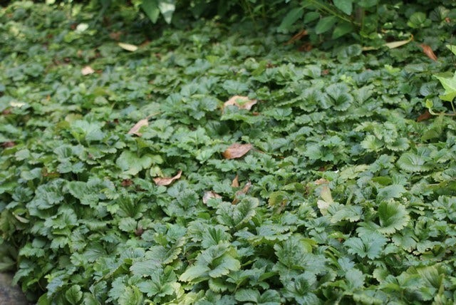  Waldsteinia (Waldsteinia Ternata)