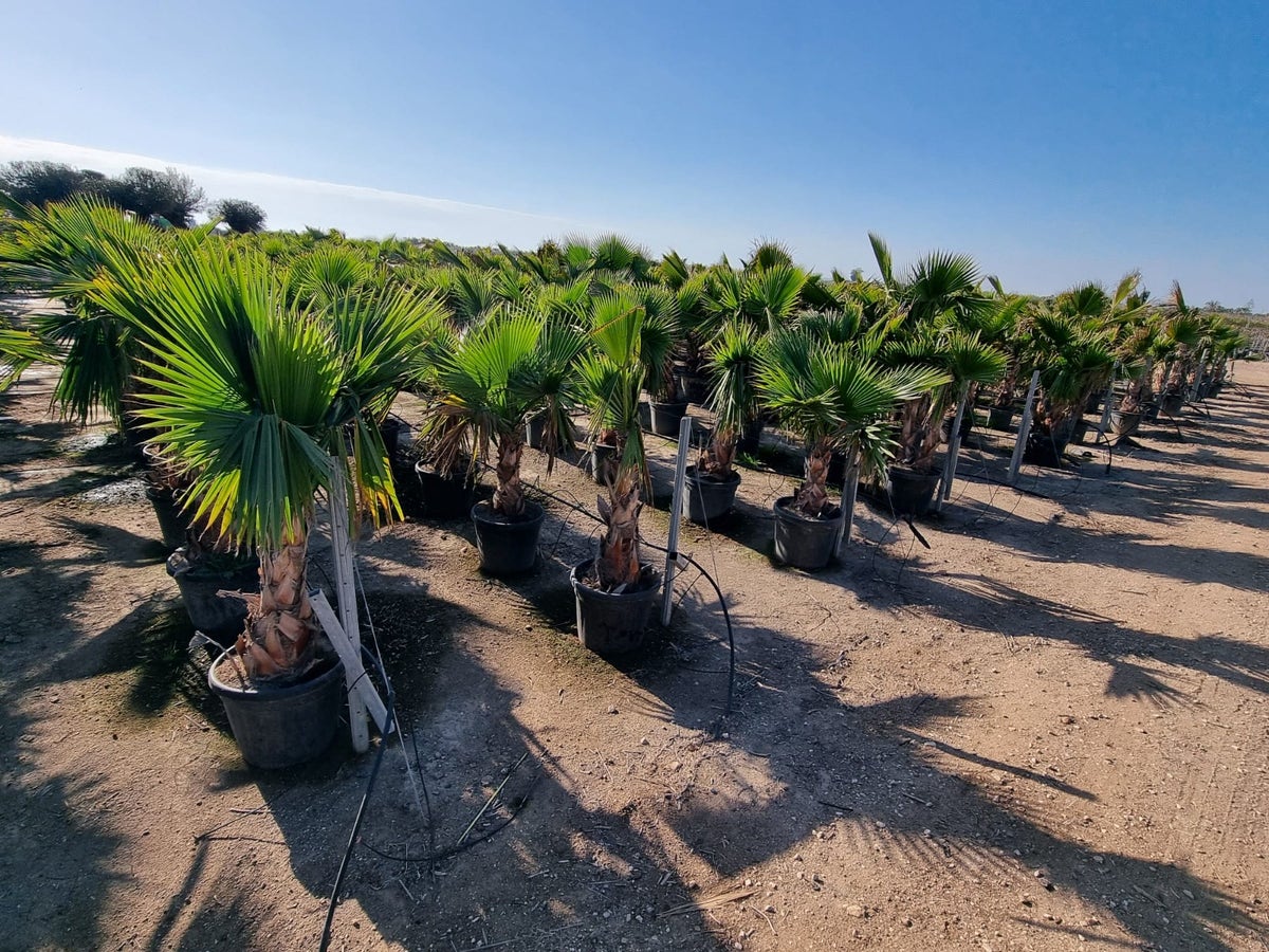  Mexicaanse Waaierpalm (Washingtonia Robusta)