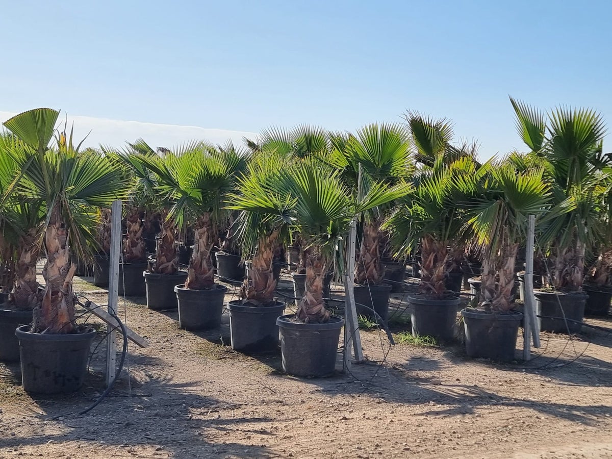  Mexicaanse Waaierpalm (Washingtonia Robusta)