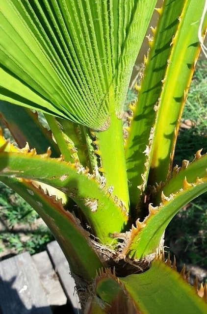  Mexicaanse Waaierpalm (Washingtonia Robusta)