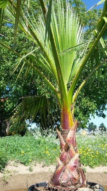  Mexicaanse Waaierpalm (Washingtonia Robusta)