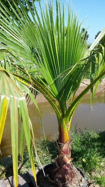  Mexicaanse Waaierpalm (Washingtonia Robusta)