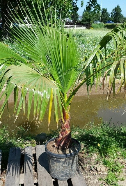  Mexicaanse Waaierpalm (Washingtonia Robusta)