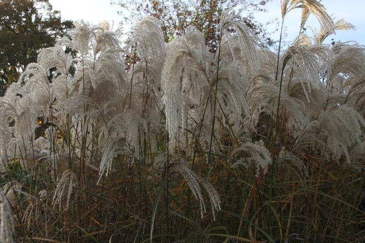 Prachtriet (Miscanthus Sinensis 'Kaskade')
