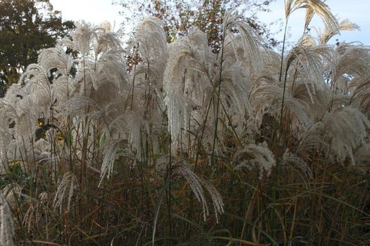  Prachtriet (Miscanthus Sinensis 'Kaskade')