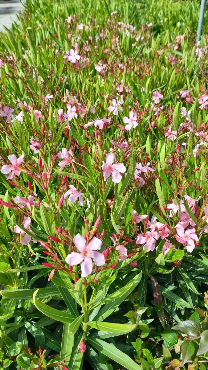  Roze Oleander (Nerium Oleander)