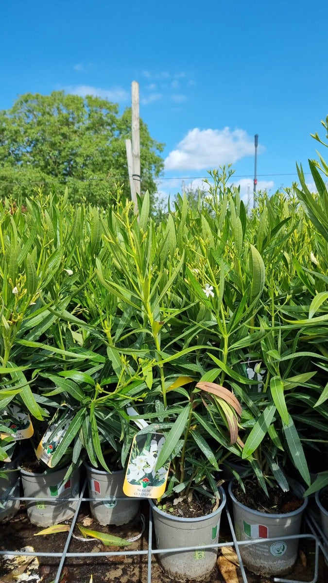 Witte Oleander (Nerium Oleander)