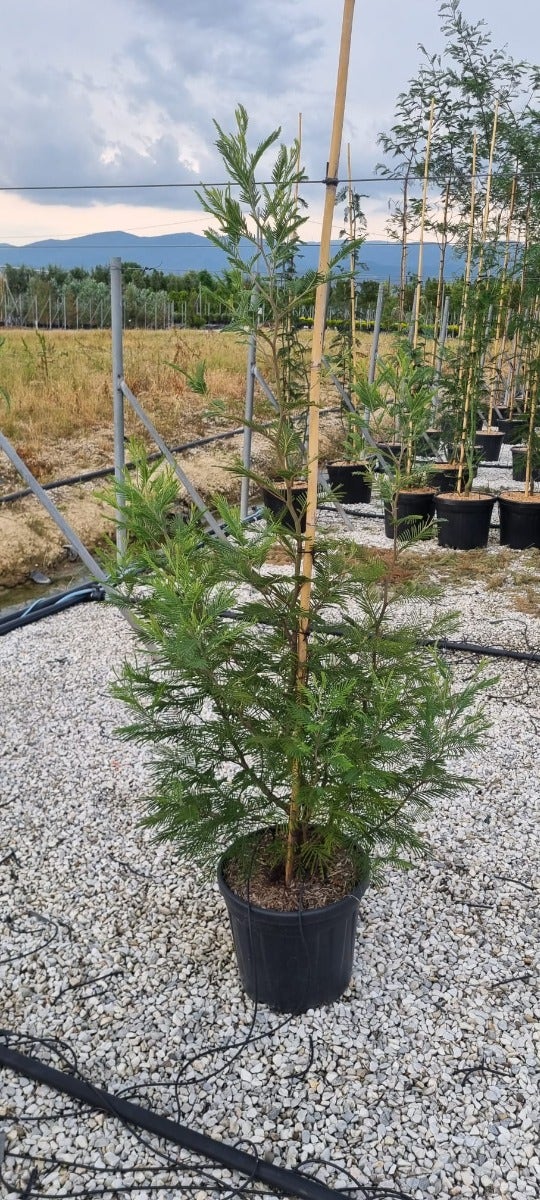  Mimosa (Acacia Dealbata)