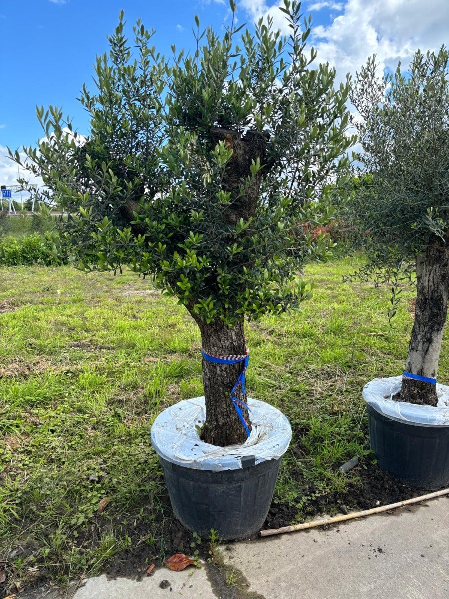  Olijfboom Als Solitair 50/60cm (Olea Europaea)