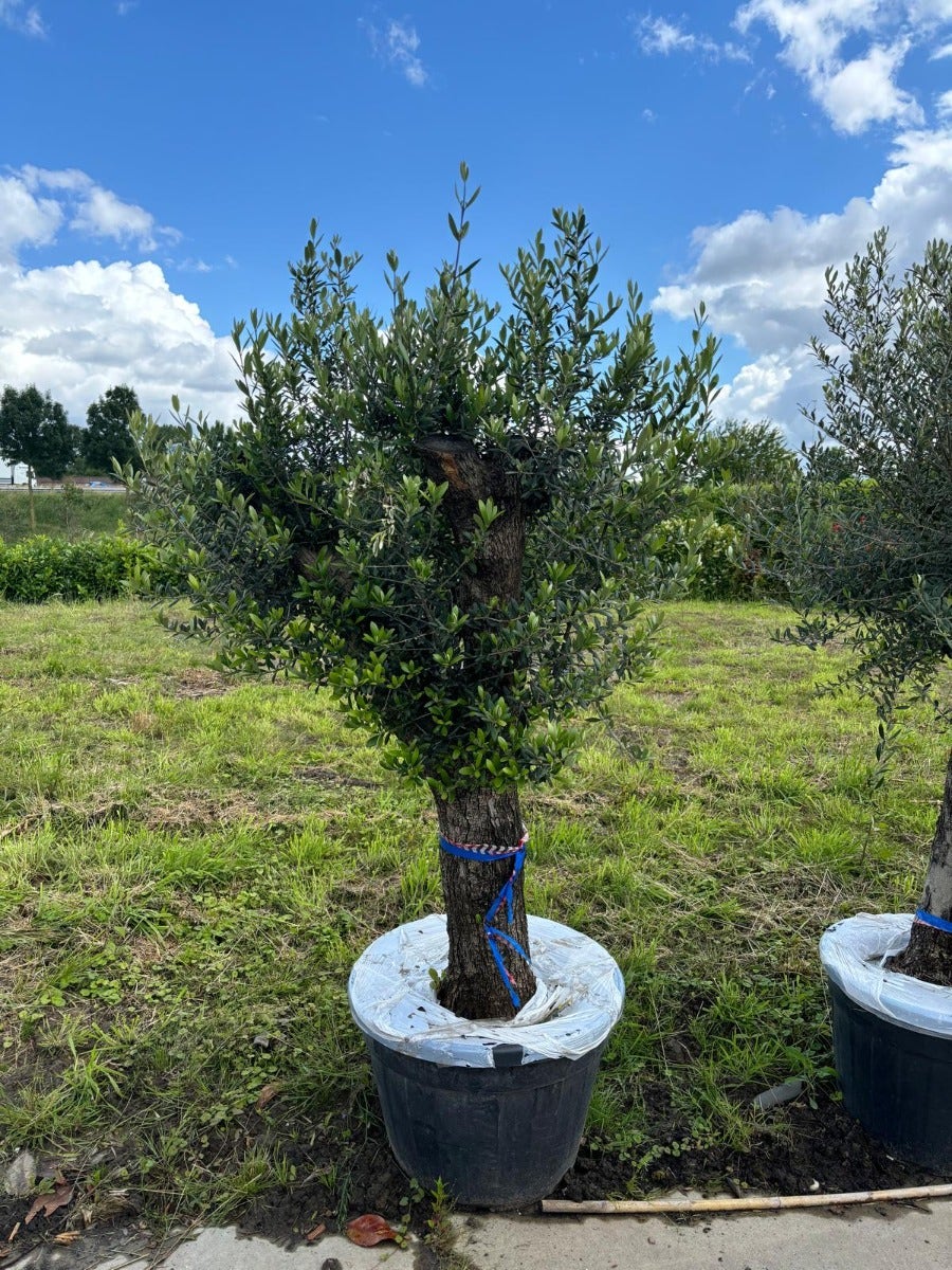  Olijfboom Als Solitair 50/60cm (Olea Europaea)