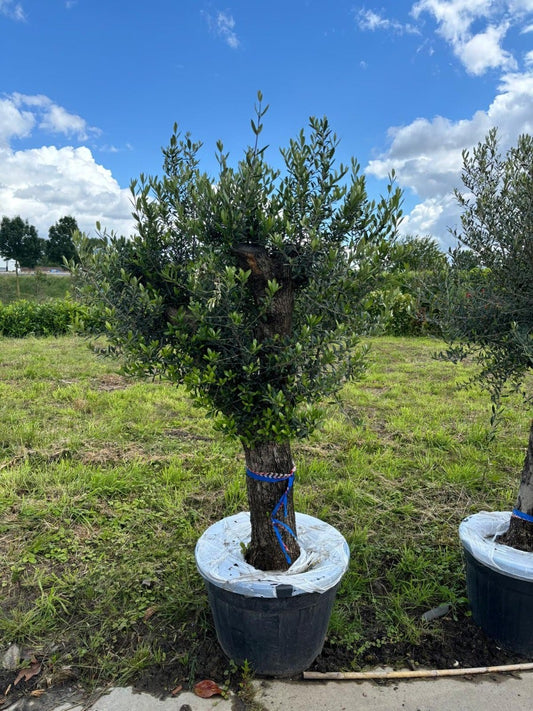  Olijfboom Als Solitair 50/60cm (Olea Europaea)