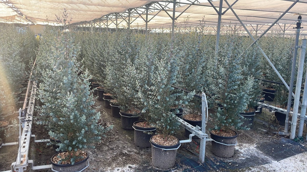 Winterharde Eucalyptus (Eucalyptus Gunnii 'Azura')