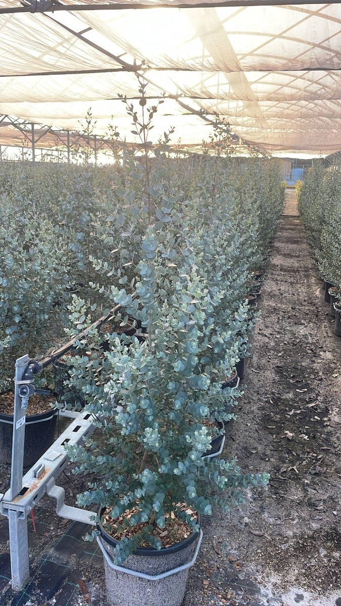  Winterharde Eucalyptus (Eucalyptus Gunnii 'Azura')