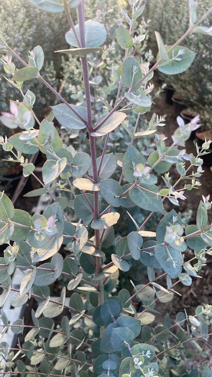  Winterharde Eucalyptus (Eucalyptus Gunnii 'Azura')