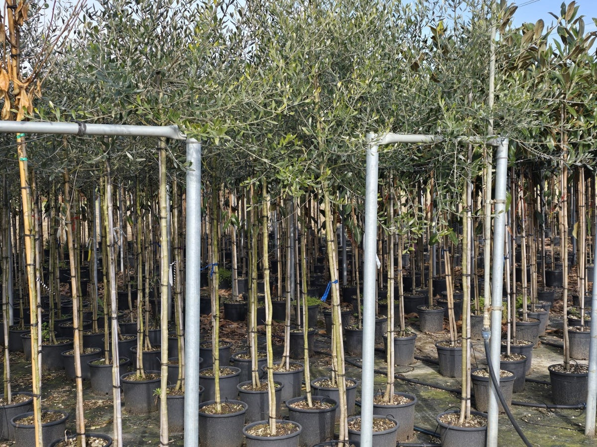  Olijfboom (Olea Europaea )