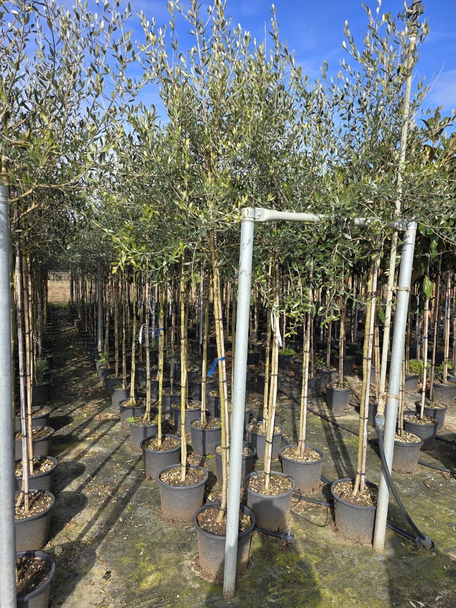  Olijfboom (Olea Europaea )