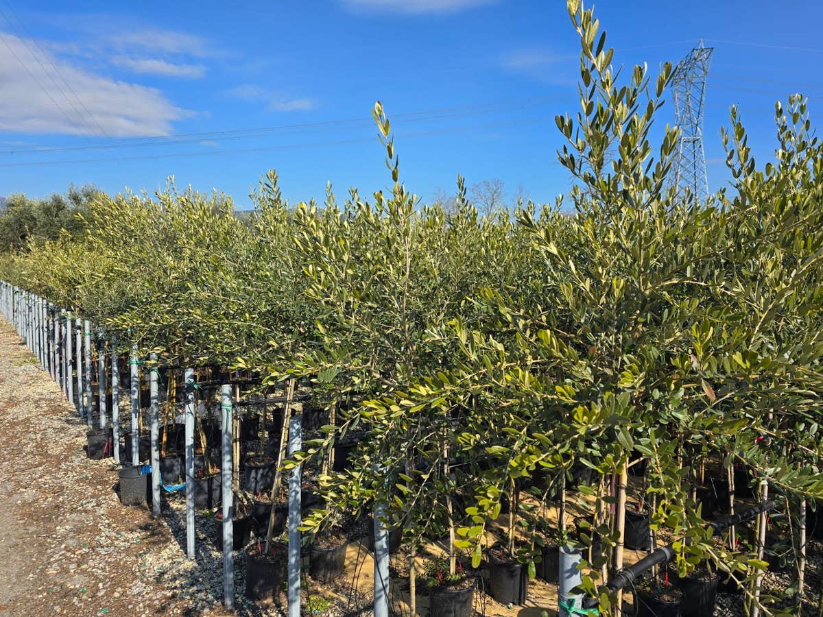  Olijf Op Stam (Olea Europaea)