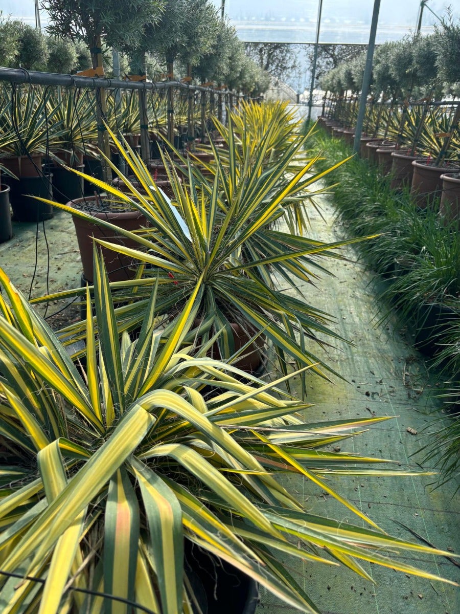  Palmlelie (Yucca Flaccida 'Golden Sword')
