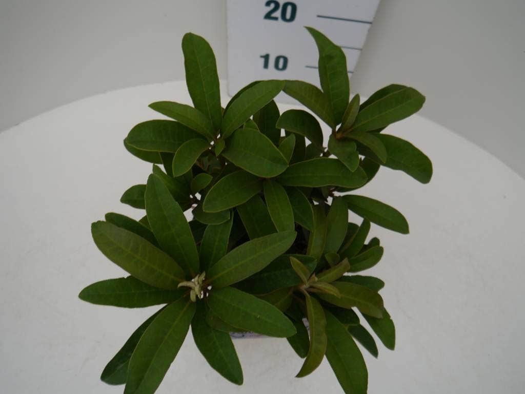  Rhododendron (Rhododendron 'Wilgen's Ruby')