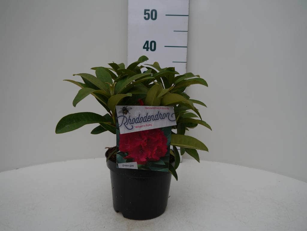  Rhododendron (Rhododendron 'Wilgen's Ruby')