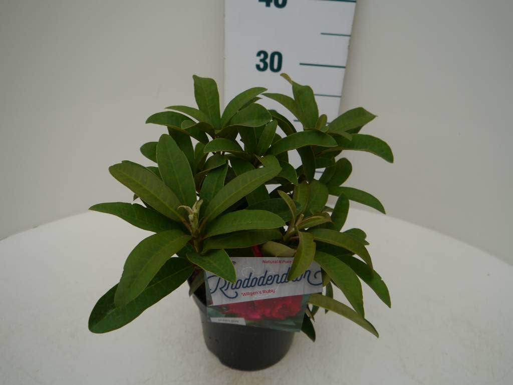  Rhododendron (Rhododendron 'Wilgen's Ruby')