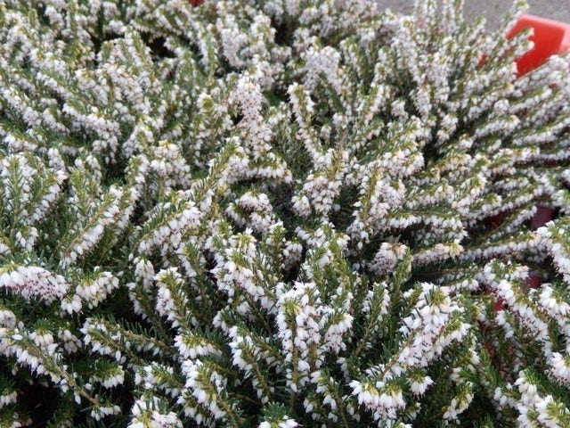  Witte Winterheide (Erica Carnea 'Isabell')
