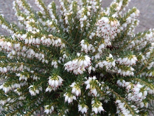  Witte Winterheide (Erica Carnea 'Isabell')