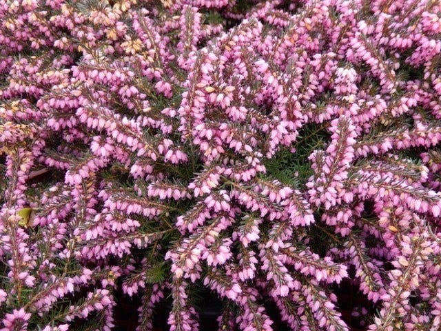  Roze Winterheide (Erica Carnea 'Pink Spangles')