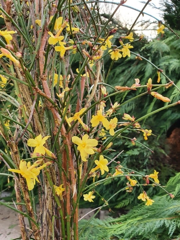 Winterjasmijn (Jasminum Nudiflorum)