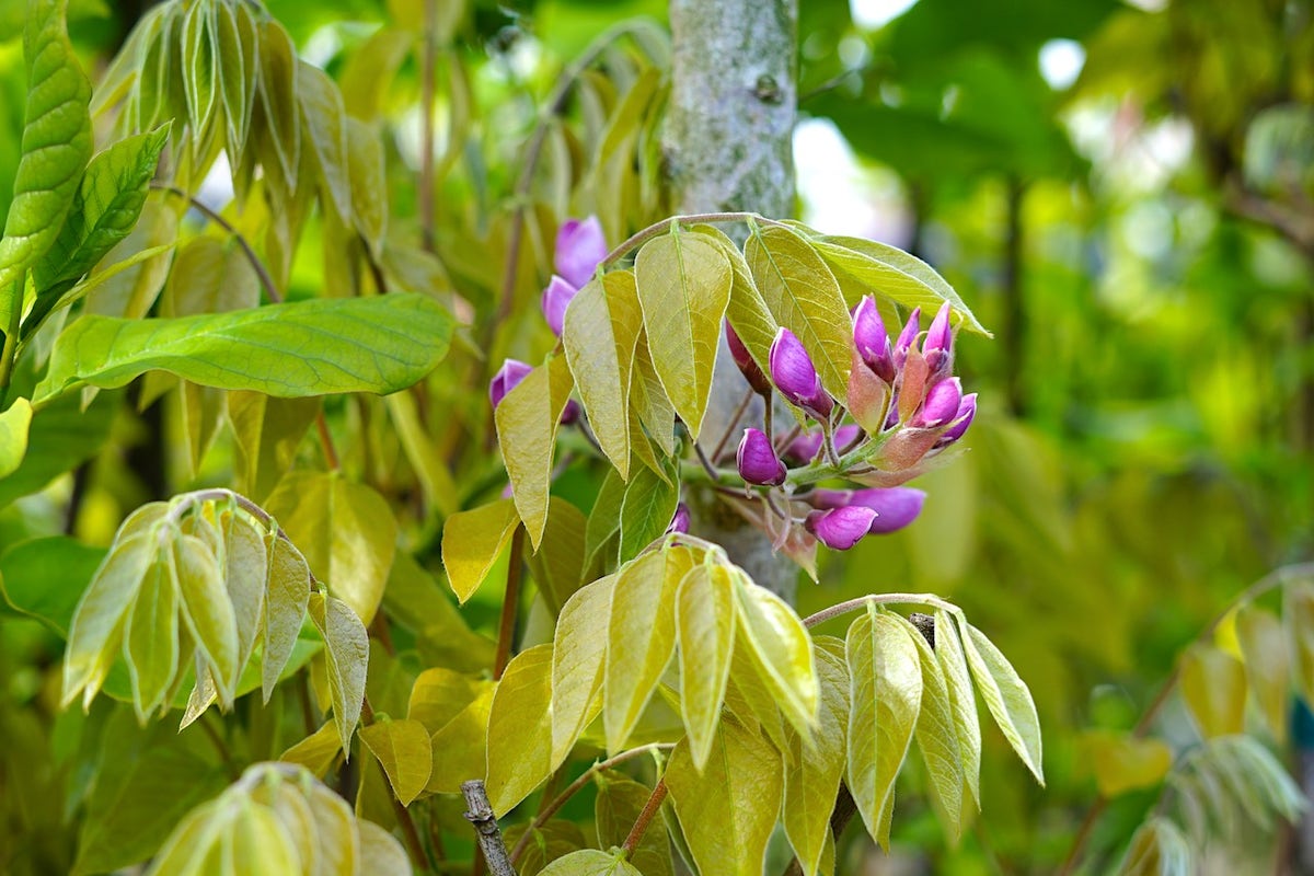  Blauwe Regen, Roze (Wisteria Floribunda 'Rosea')