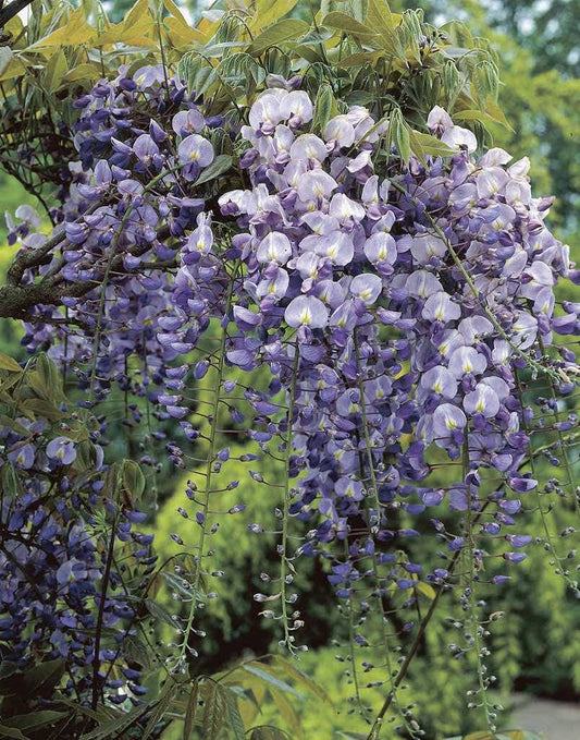  Japanse Blauwe Regen (Wisteria Floribunda 'Macrobotrys')