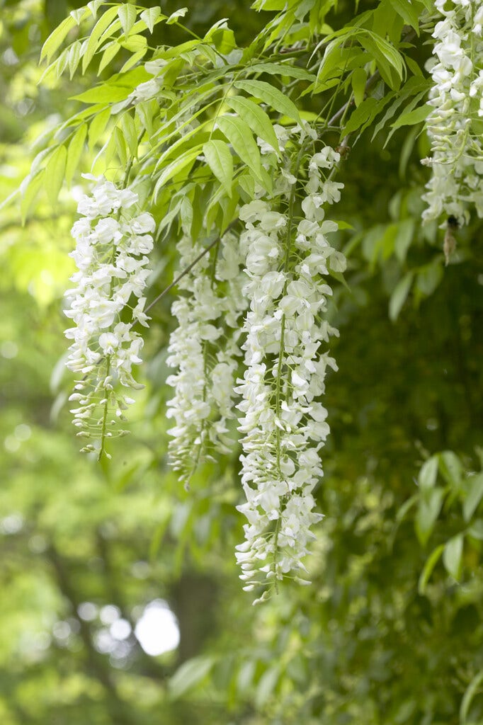  Blauwe Regen, Wit (Wisteria Sinensis 'Alba')