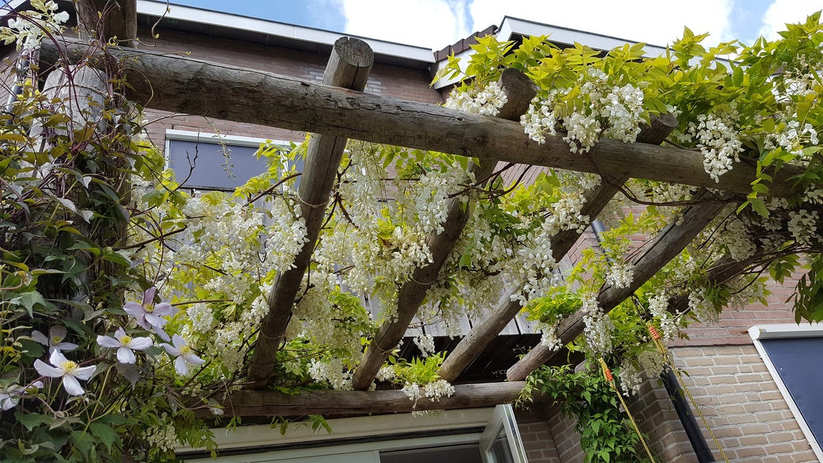  Blauwe Regen, Wit (Wisteria Sinensis 'Alba')