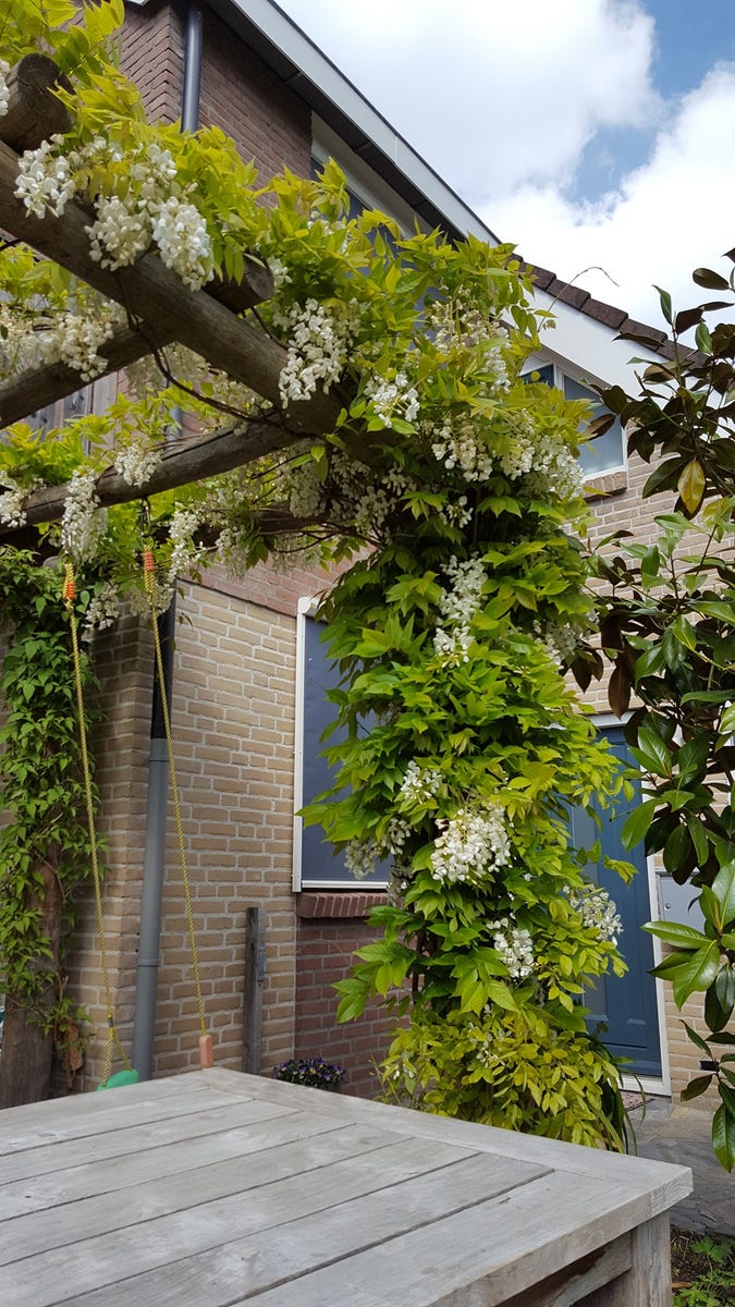 Blauwe Regen, Wit (Wisteria Sinensis 'Alba')