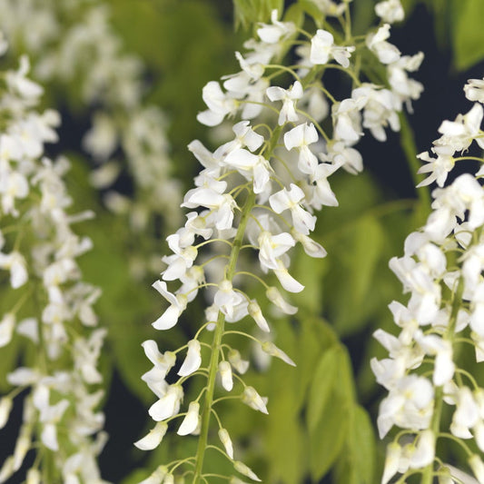  Japanse Blauwe Regen, Wit (Wisteria Floribunda 'Alba')