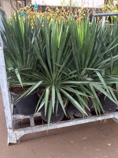 Palmlelie (Yucca Gloriosa)
