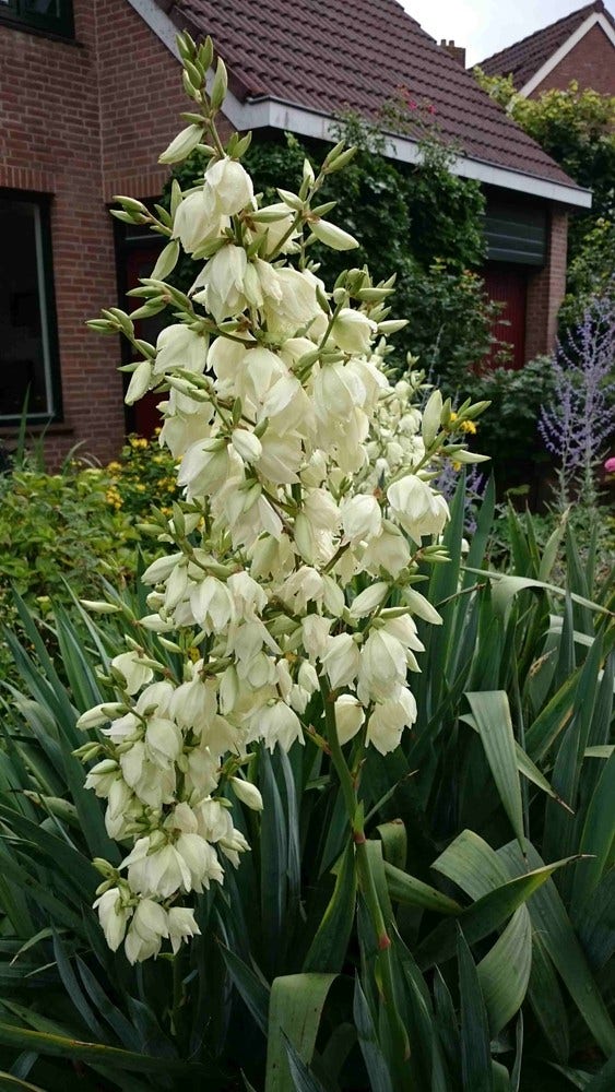  Palmlelie (Yucca Filamentosa)