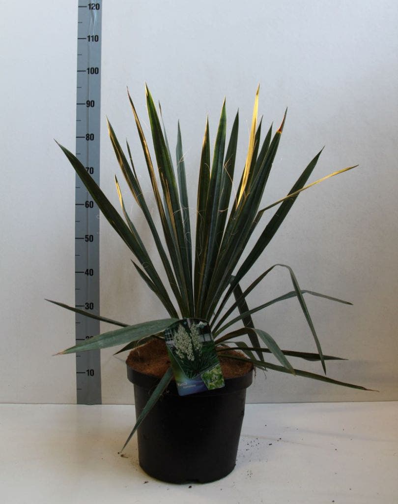  Palmlelie (Yucca Filamentosa)