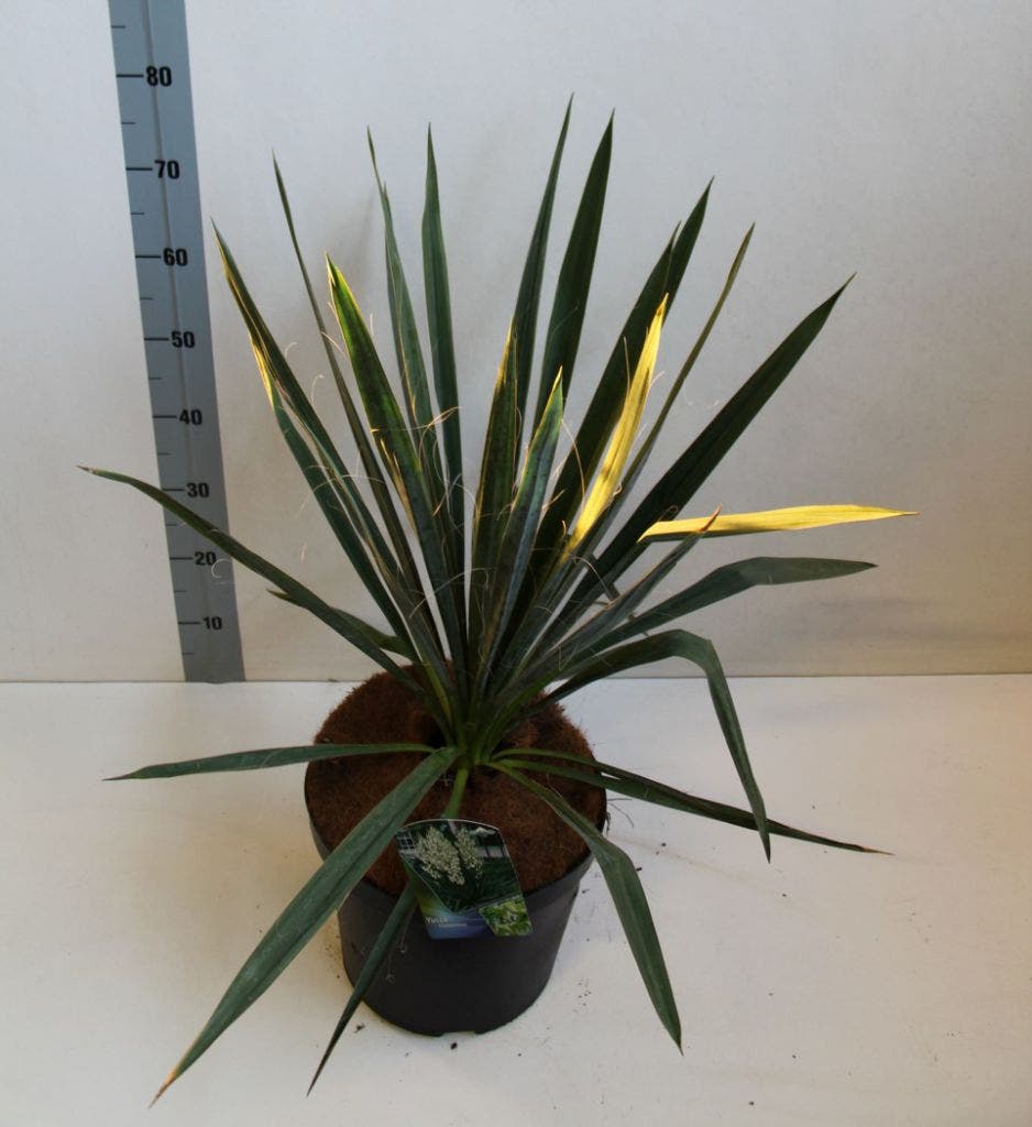  Palmlelie (Yucca Filamentosa)