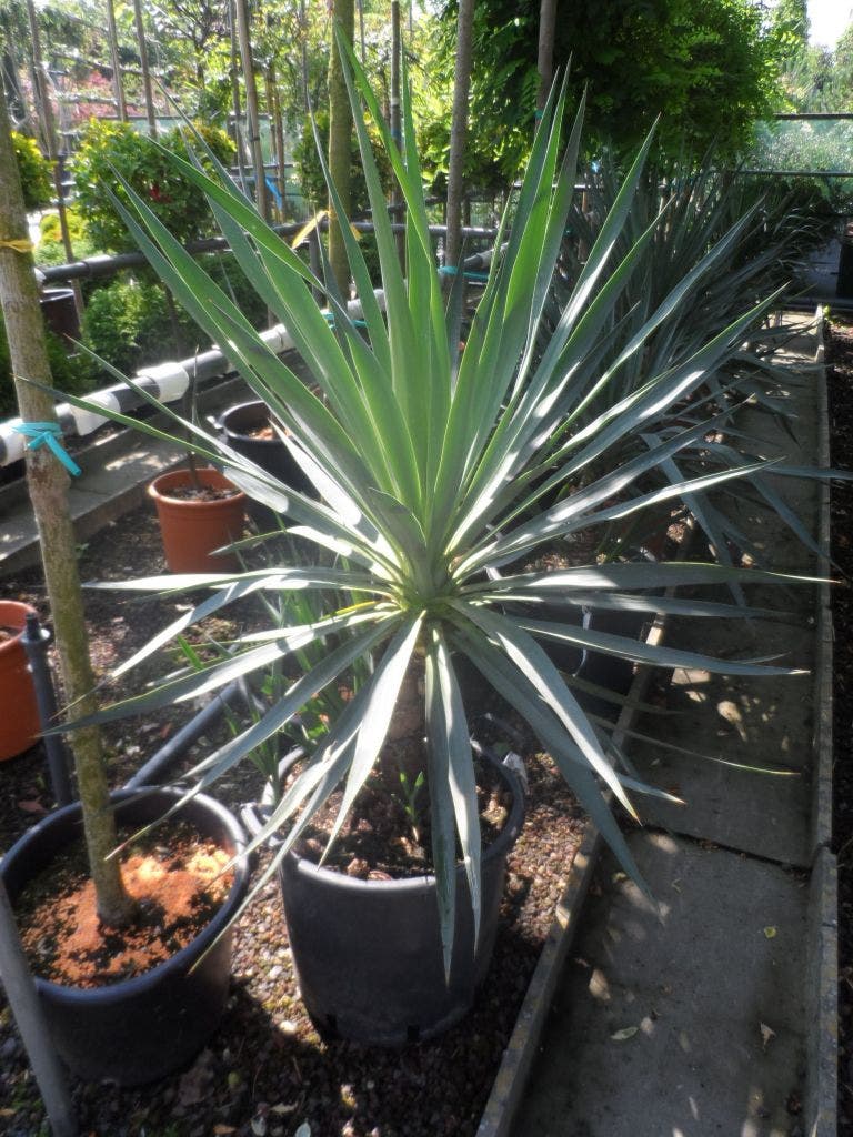  Palmlelie (Yucca Gloriosa)