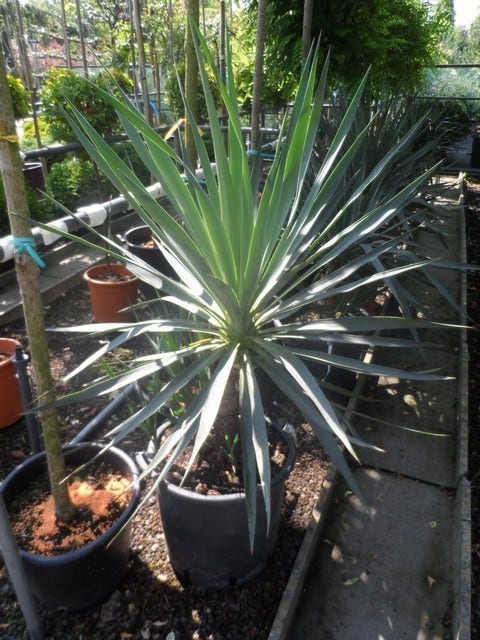  Palmlelie (Yucca Gloriosa)