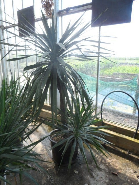  Palmlelie (Yucca Gloriosa)