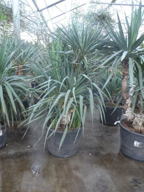  Palmlelie (Yucca Gloriosa)
