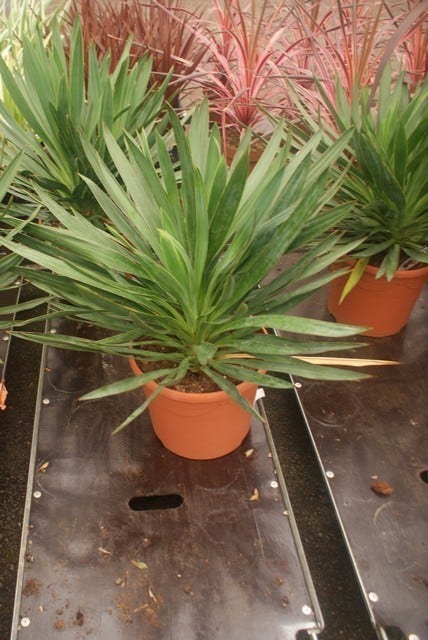  Palmlelie (Yucca Gloriosa)