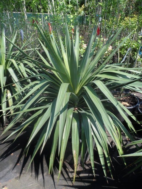  Palmlelie (Yucca Gloriosa)