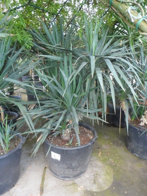  Palmlelie (Yucca Gloriosa)